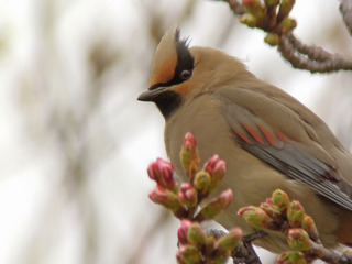 DSCN0423.jpg