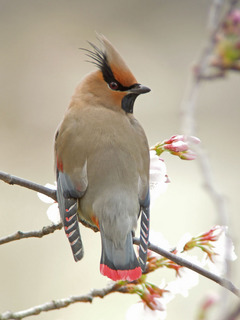 DSCN0521.jpg