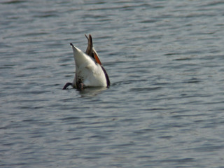 DSCN0715.jpg