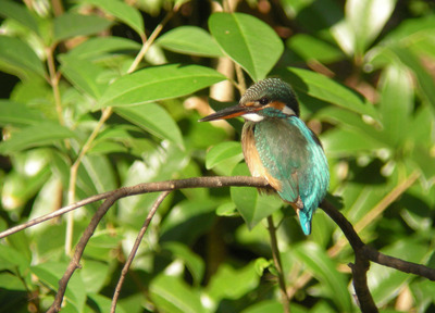DSCN0905.jpg
