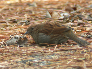 DSCN1108.jpg