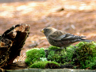 DSCN1175.jpg