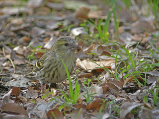 DSCN1879.jpg