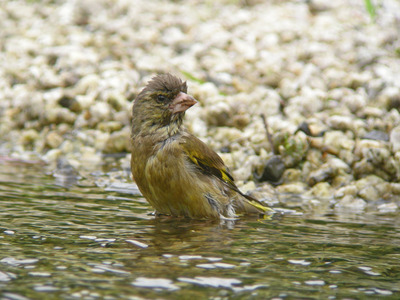 DSCN2574.jpg