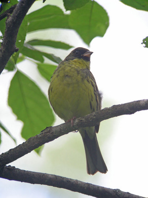 DSCN3413.jpg