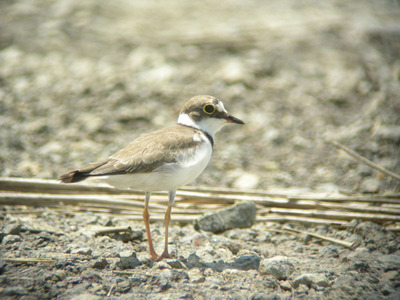 DSCN4326.jpg