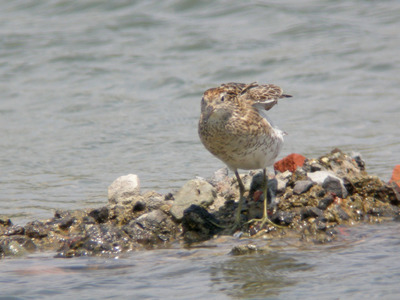DSCN4374.jpg