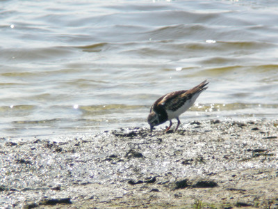 DSCN4393.jpg