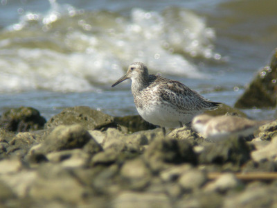 DSCN4552.jpg