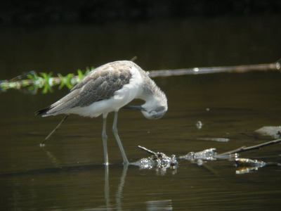 DSCN4795.jpg