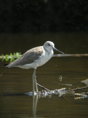 DSCN4874.jpg
