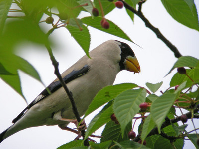 DSCN5232.jpg