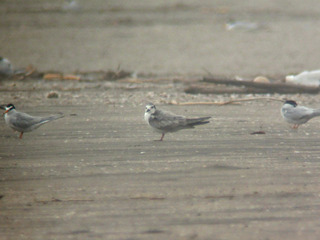 DSCN5973.jpg