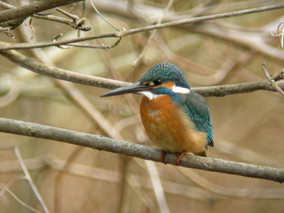 DSCN8313.jpg