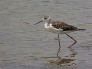 DSCN8428.jpg