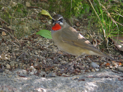 DSCN8551.jpg