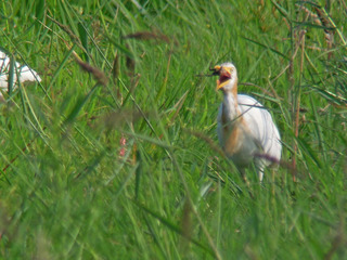 DSCN8562.jpg
