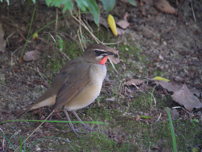 DSCN8580.jpg