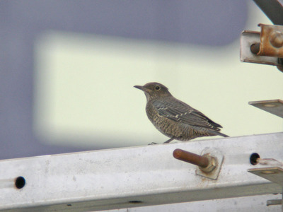 DSCN8780.jpg