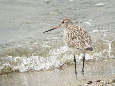 DSCN8785.jpg