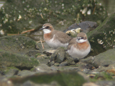 DSCN9133.jpg
