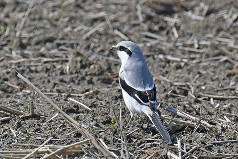 DSC_0003.jpg
