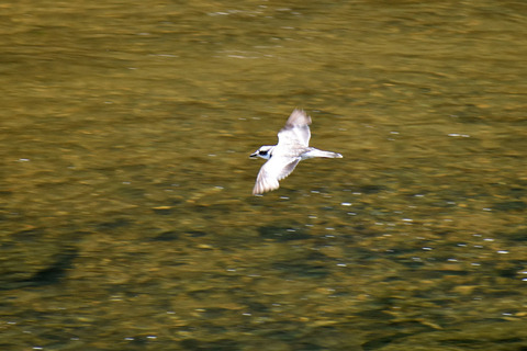 DSC_0004.jpg