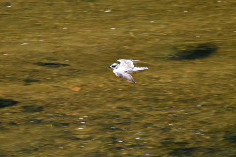 DSC_0005.jpg