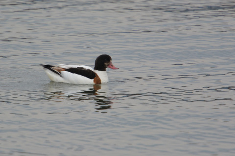 DSC_0012.jpg