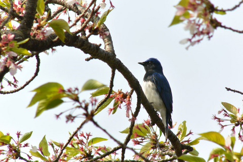 DSC_0017.jpg