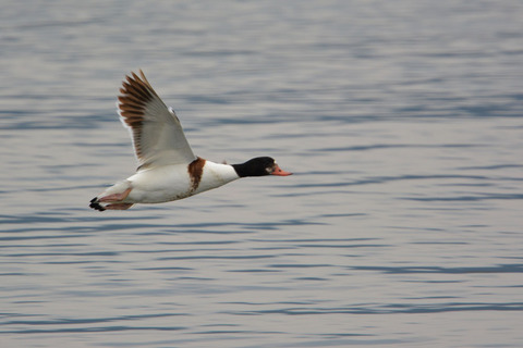 DSC_0017.jpg