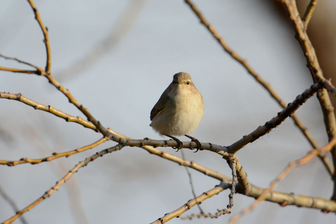 DSC_0021.jpg