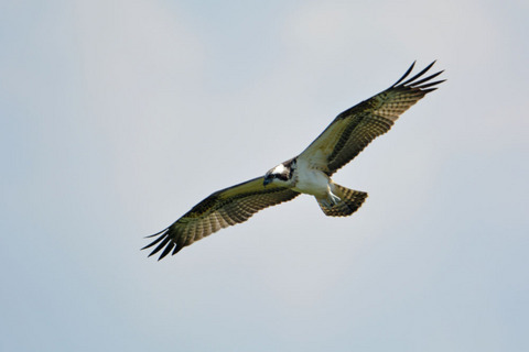 DSC_0028.jpg