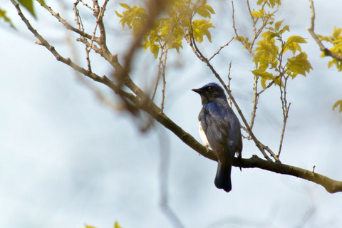 DSC_0028.jpg