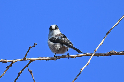 DSC_0029.jpg