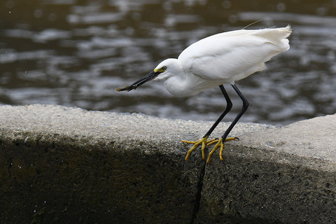 DSC_0029.jpg