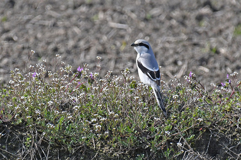 DSC_0033.jpg