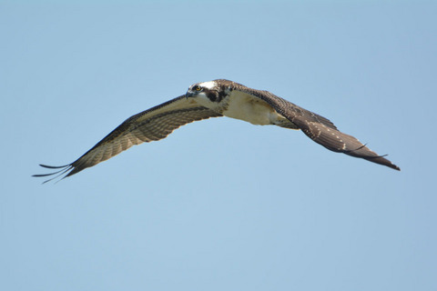 DSC_0041.jpg