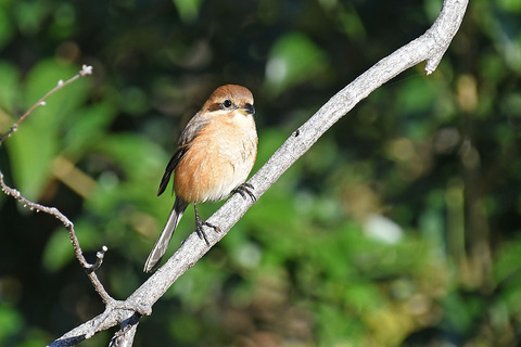 DSC_0041.jpg