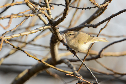 DSC_0041.jpg