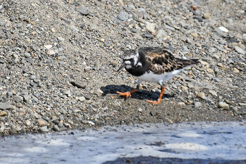DSC_0064.jpg