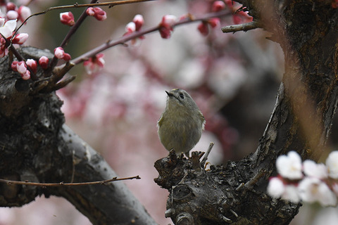 DSC_0066.jpg