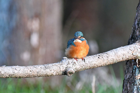 DSC_0069.jpg