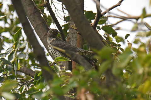 DSC_0078.jpg