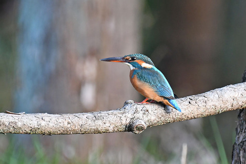 DSC_0080.jpg