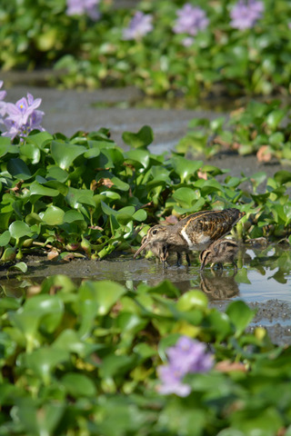 DSC_0086.jpg