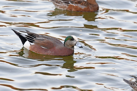 DSC_0106.jpg