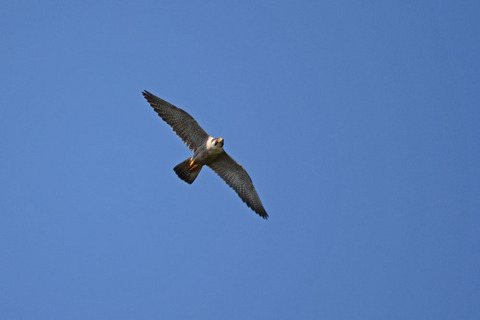 DSC_0106.jpg