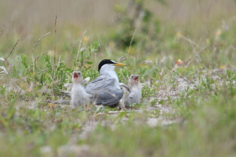 DSC_0110.jpg