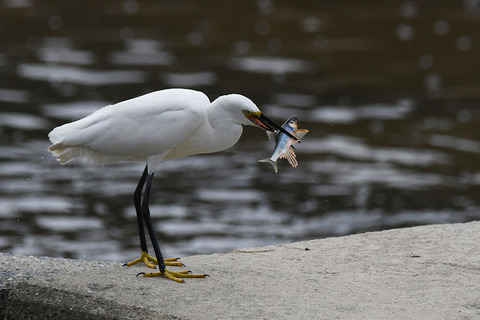 DSC_0111.jpg